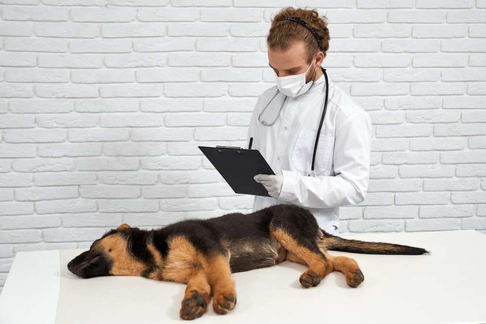 Infection urinaire chez le chien : causes, symptômes et traitements