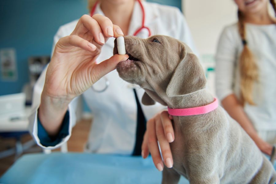 Un chien qui prend un médicament