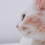 Acné du chat : symptômes, causes et traitements efficaces