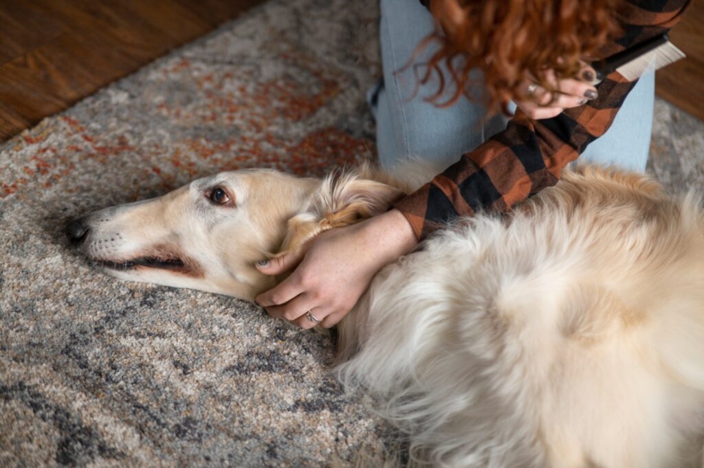 La démodécie chez le chien _ causes, symptômes et traitements