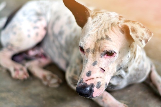 La leishmaniose chez chien _ causes, symptômes et traitements