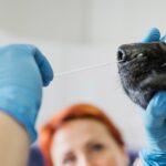 La leptospirose chez le chien _ symptômes, traitement et prévention