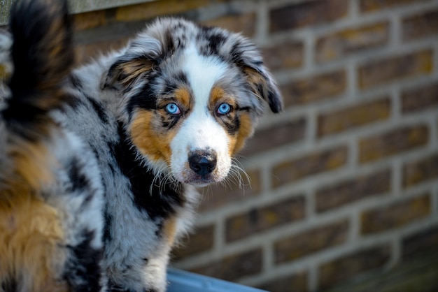 La parvovirose du chien : symptômes, traitement et prévention