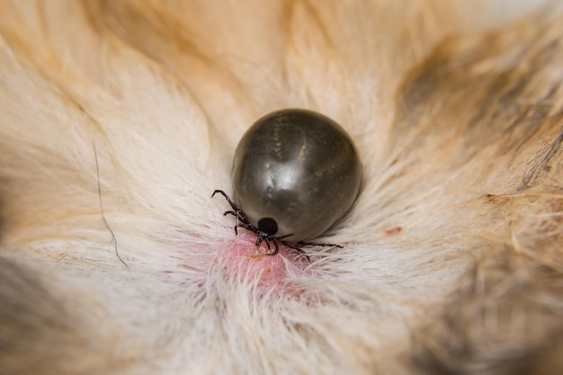 Les tiques chez le chien : risques, symptômes et comment le protéger