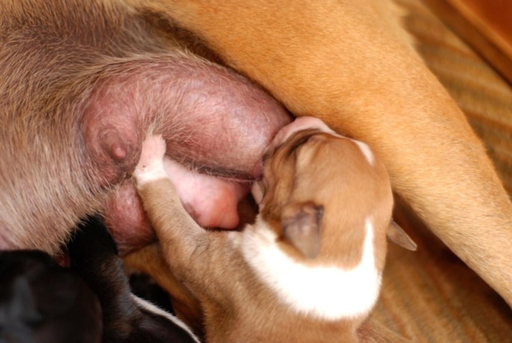 Les tumeurs mammaires chez la chienne