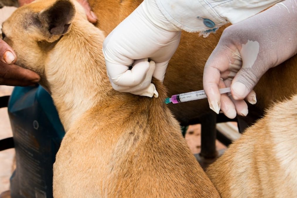 Les vaccins du chien : obligations, calendrier et tarifs