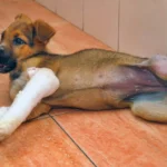 L'ostéosarcome chez le chien _ causes, symptômes et traitements