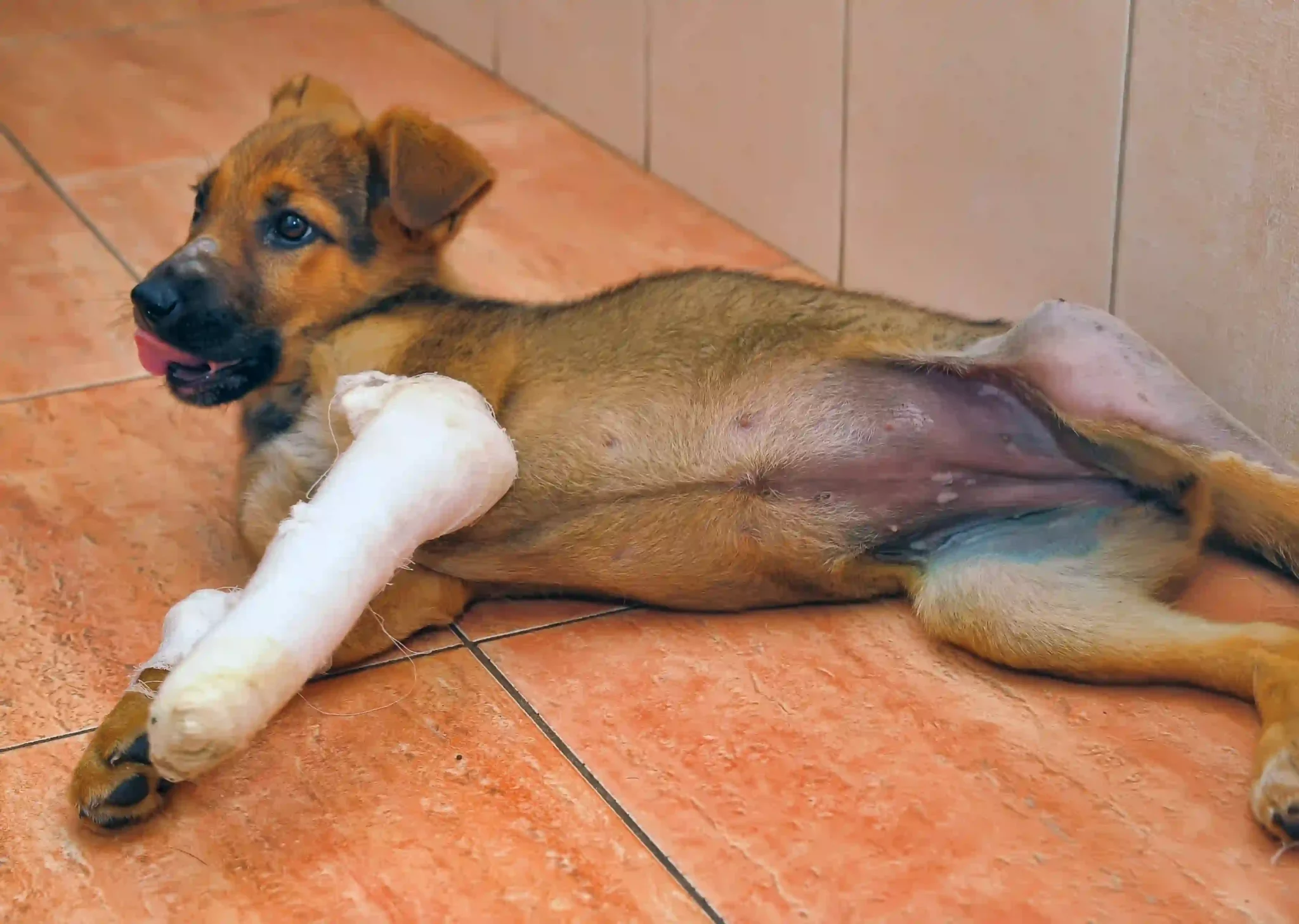 L'ostéosarcome chez le chien _ causes, symptômes et traitements