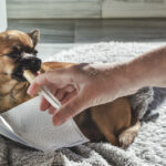 Maladie de Carré chez le chien _ symptômes, traitement, prévention