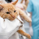 Comment prendre la température de son chat : la méthode fiable et les normes Comment prendre la température de son chat : la méthode fiable et les normes