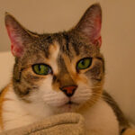 La calicivirose chez le chat : signes, soins et prévention