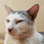 La leucose féline : symptômes, traitement et prévention