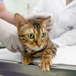 La teigne chez le chat : symptômes, traitement, prévention