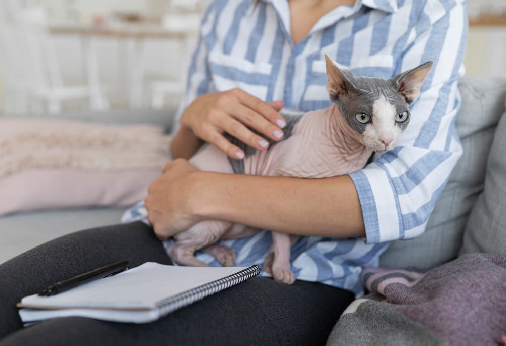 Le cancer chez le chat : symptômes, diagnostic et traitements