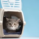 L'otite chez le chat : symptômes, traitements et prévention