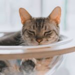 Mon chat refuse sa litière : Les causes et les solutions