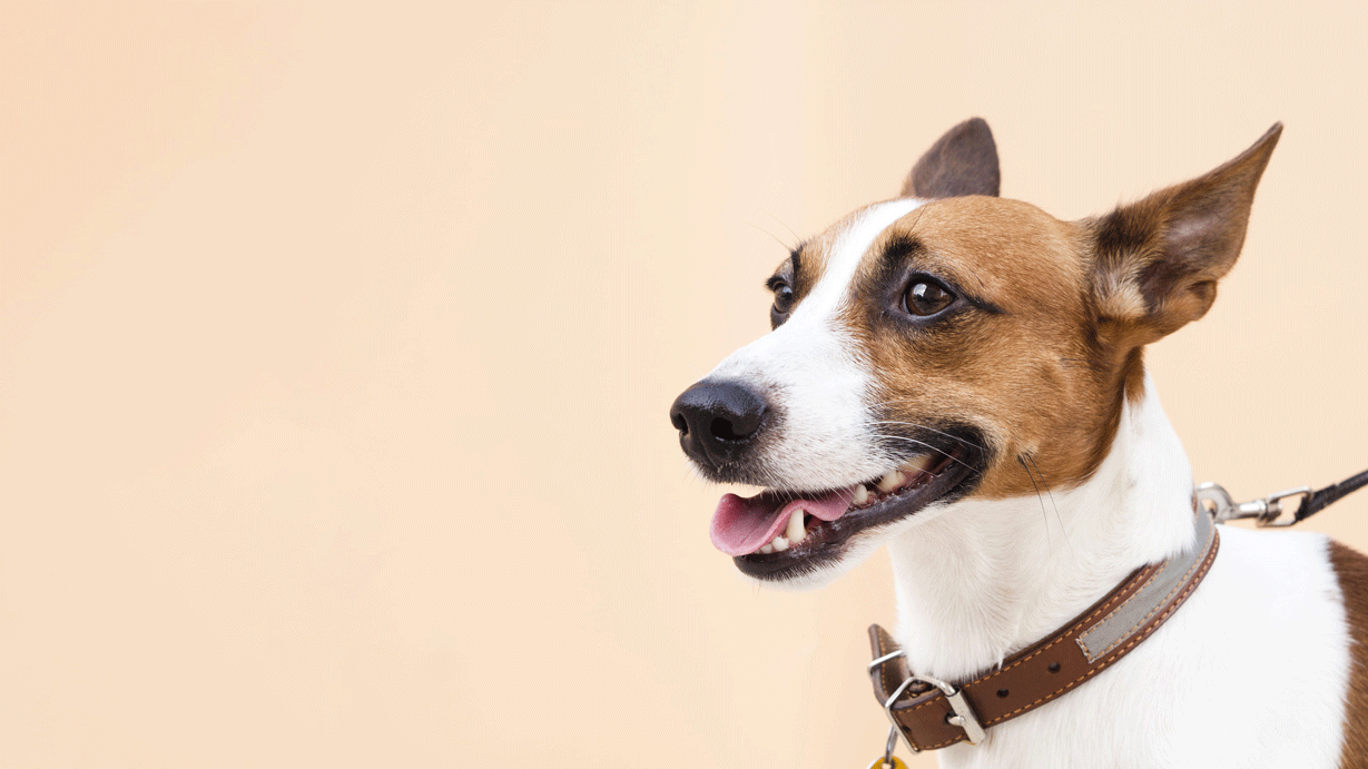 meilleure assurance chien