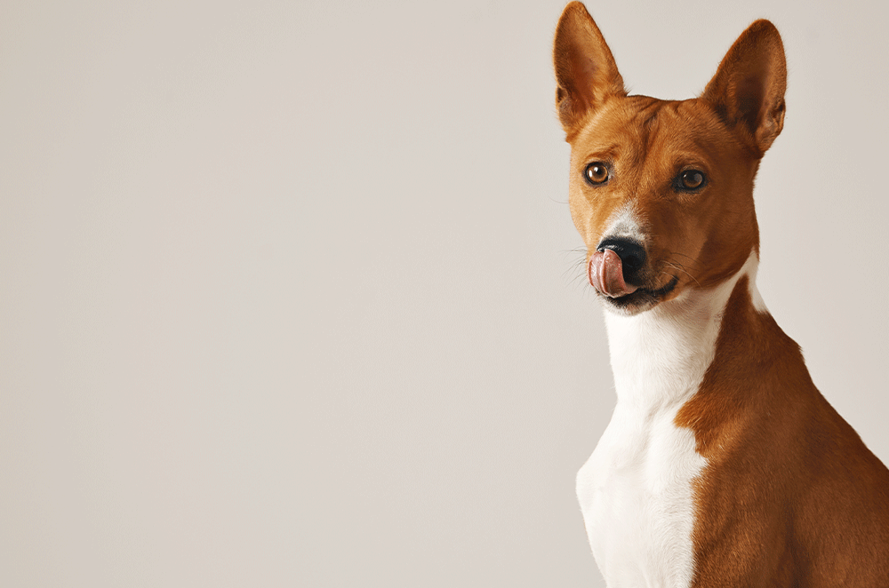 meilleure assurance chien