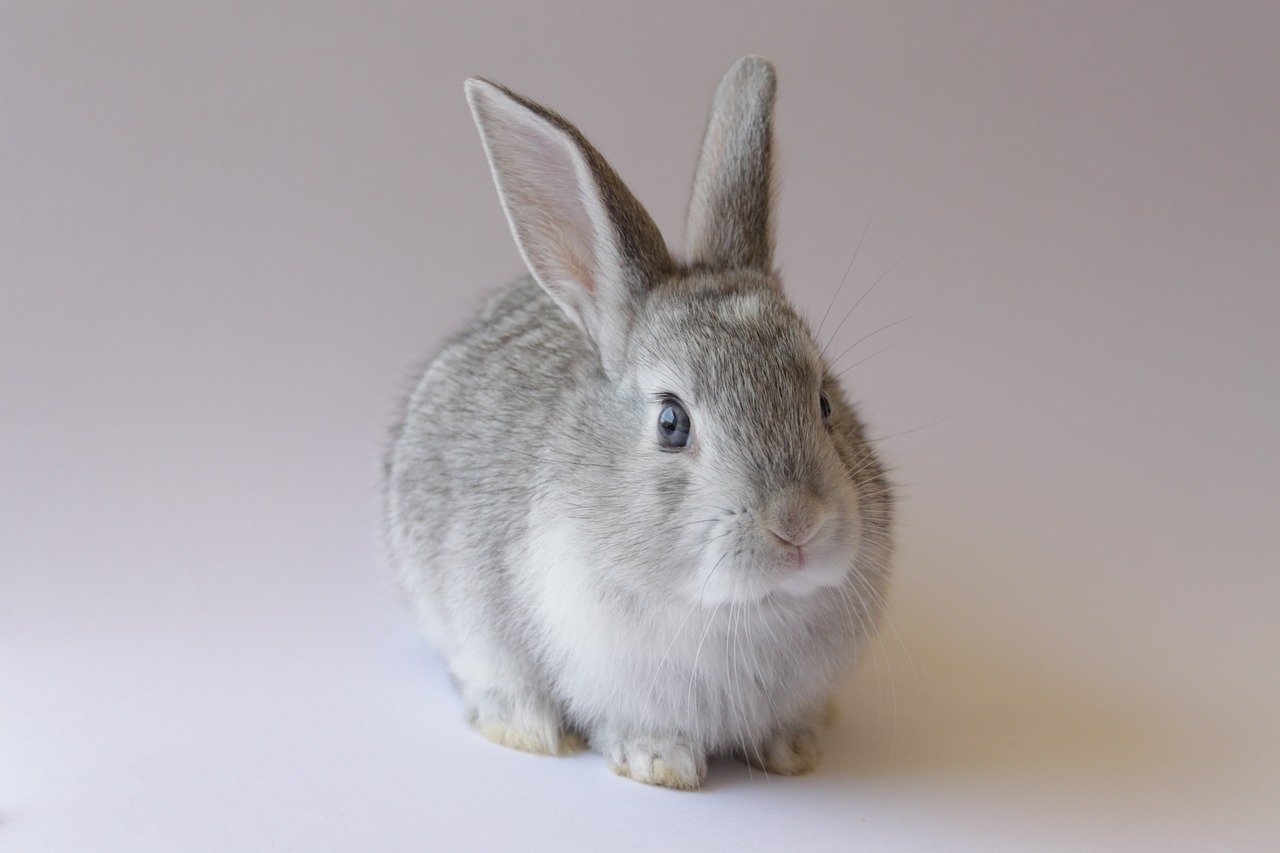 meilleure assurance chat